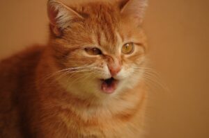 くしゃみの際に尿もれを防止するためのエクササイズは？